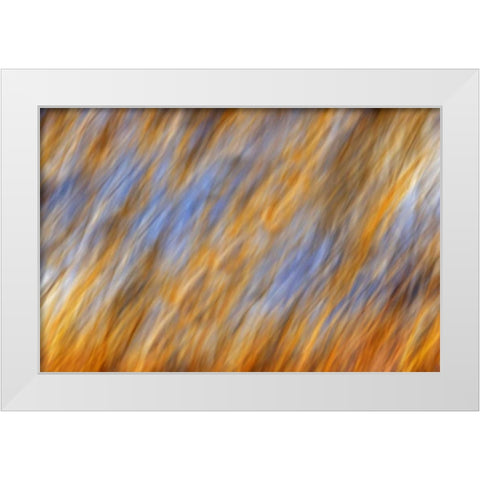 Canada, Manitoba Abstract of autumn leaves White Modern Wood Framed Art Print by Grandmaison, Mike