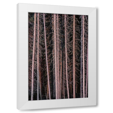 Canada, Manitoba Stark spruce trees White Modern Wood Framed Art Print by Grandmaison, Mike