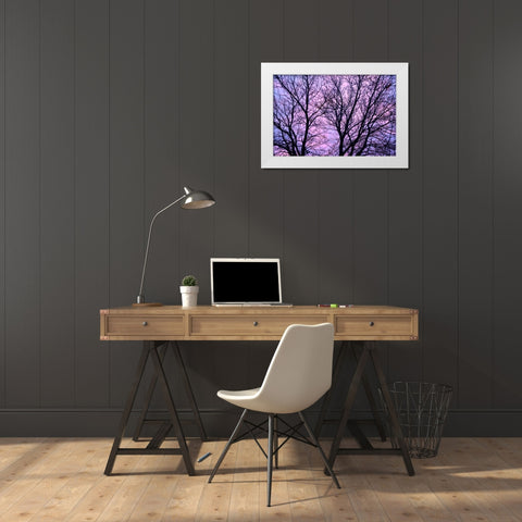 Canada, Winnipeg Branches of a sliver maple White Modern Wood Framed Art Print by Grandmaison, Mike