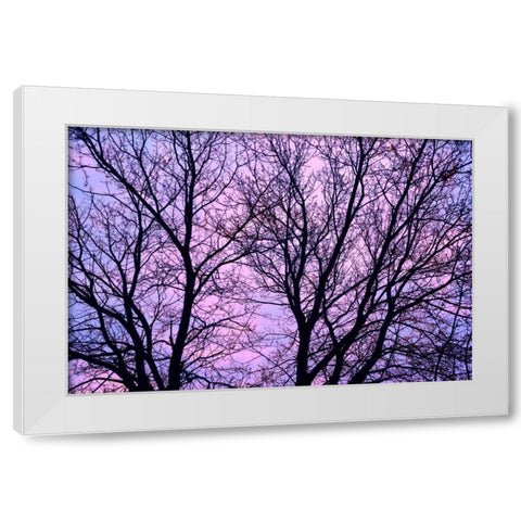 Canada, Winnipeg Branches of a sliver maple White Modern Wood Framed Art Print by Grandmaison, Mike