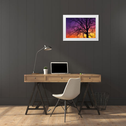 Canada, Manitoba Cottonwood tree at sunset White Modern Wood Framed Art Print by Grandmaison, Mike