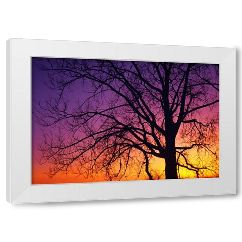 Canada, Manitoba Cottonwood tree at sunset White Modern Wood Framed Art Print by Grandmaison, Mike