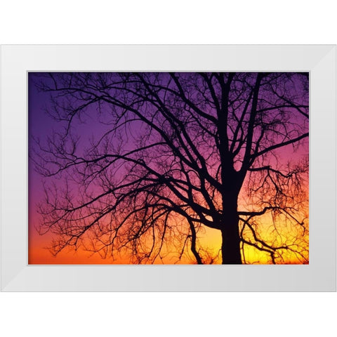 Canada, Manitoba Cottonwood tree at sunset White Modern Wood Framed Art Print by Grandmaison, Mike