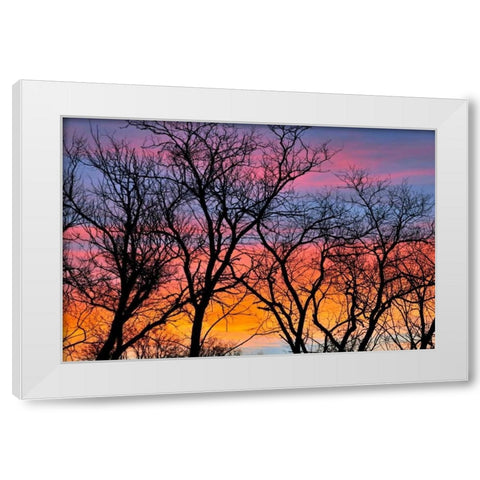 Canada, Manitoba Trees at sunrise White Modern Wood Framed Art Print by Grandmaison, Mike