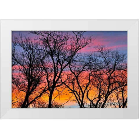 Canada, Manitoba Trees at sunrise White Modern Wood Framed Art Print by Grandmaison, Mike