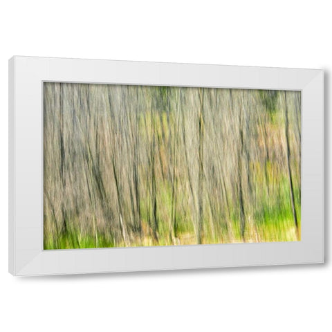 Canada, Manitoba, Nopiming PP Abstract of trees White Modern Wood Framed Art Print by Grandmaison, Mike