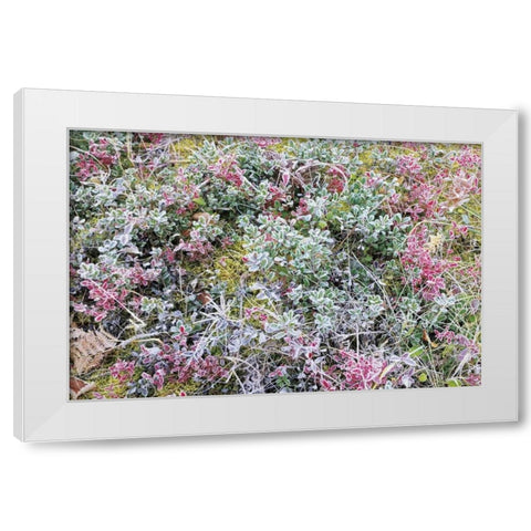 Canada, Whiteshell PP Autumn frost on plants White Modern Wood Framed Art Print by Grandmaison, Mike