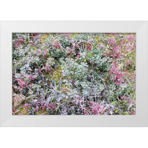 Canada, Whiteshell PP Autumn frost on plants White Modern Wood Framed Art Print by Grandmaison, Mike