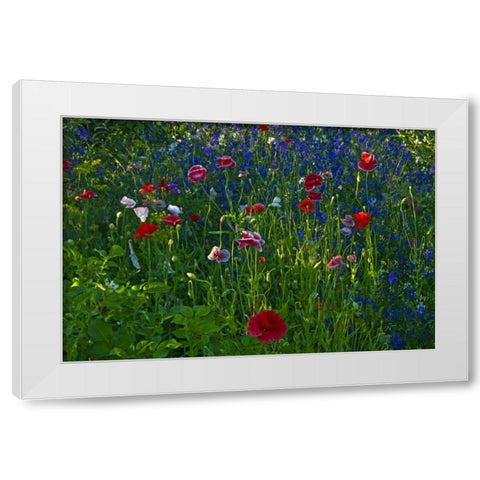Canada, Manitoba, Brandon Garden flowers White Modern Wood Framed Art Print by Grandmaison, Mike