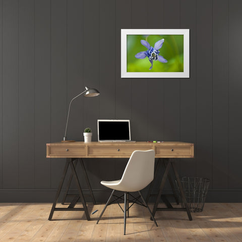 Canada, Manitoba, Winnipeg Blue columbine flower White Modern Wood Framed Art Print by Grandmaison, Mike