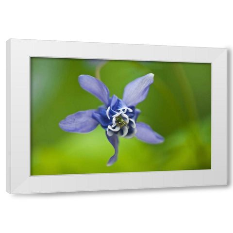 Canada, Manitoba, Winnipeg Blue columbine flower White Modern Wood Framed Art Print by Grandmaison, Mike