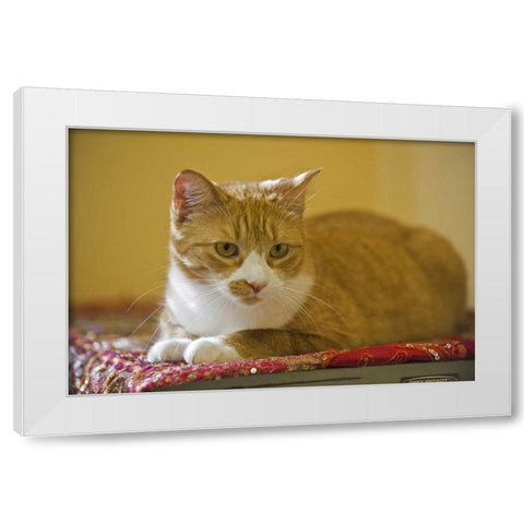 Canada, Manitoba, Winnipeg House cat White Modern Wood Framed Art Print by Grandmaison, Mike