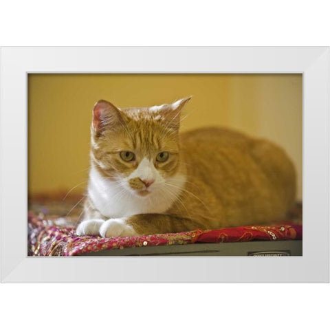 Canada, Manitoba, Winnipeg House cat White Modern Wood Framed Art Print by Grandmaison, Mike