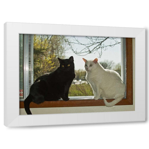Canada, Winnipeg Black and white house cats White Modern Wood Framed Art Print by Grandmaison, Mike