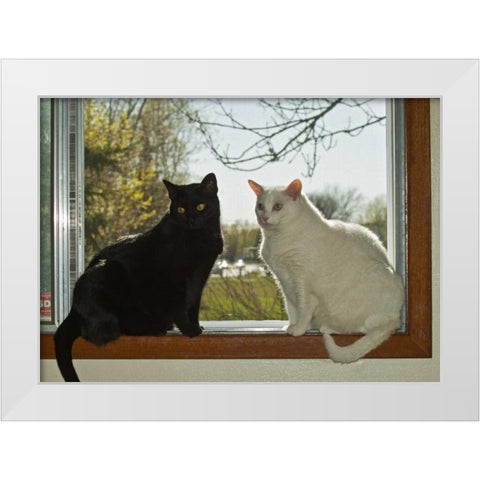 Canada, Winnipeg Black and white house cats White Modern Wood Framed Art Print by Grandmaison, Mike