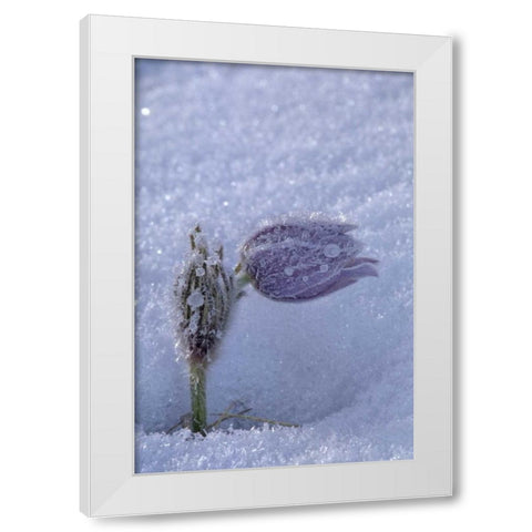 Canada, Manitoba, Hoarfrost-coated prairie crocus White Modern Wood Framed Art Print by Grandmaison, Mike