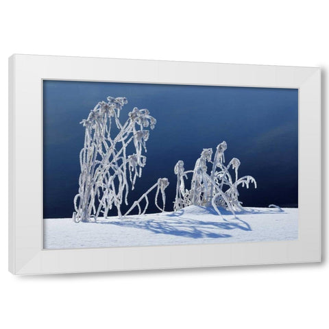 Canada, Whiteshell PP Hoarfrost-covered grass White Modern Wood Framed Art Print by Grandmaison, Mike