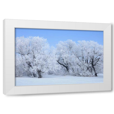 Canada, Hazelridge Hoarfrost-covered trees White Modern Wood Framed Art Print by Grandmaison, Mike
