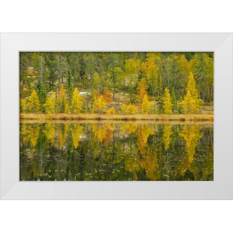 Canada, Whiteshell PP Larch trees by lily pond White Modern Wood Framed Art Print by Grandmaison, Mike