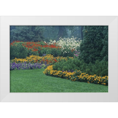 Canada, Manitoba, Winnipeg Garden in light fog White Modern Wood Framed Art Print by Grandmaison, Mike