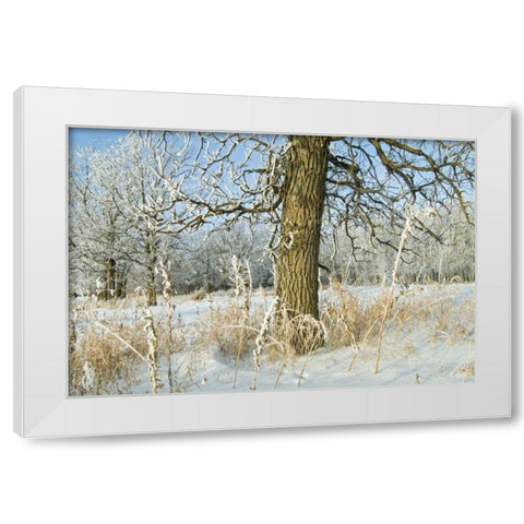 Canada, Winnipeg Hoarfrost at Seine River edge White Modern Wood Framed Art Print by Grandmaison, Mike