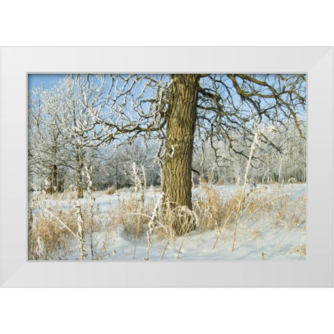Canada, Winnipeg Hoarfrost at Seine River edge White Modern Wood Framed Art Print by Grandmaison, Mike