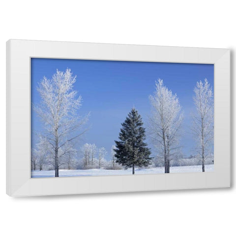 Canada, Birds Hill PP Trees covered in hoarfrost White Modern Wood Framed Art Print by Grandmaison, Mike