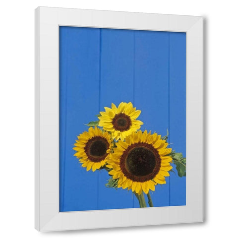 Canada, Manitoba, Winnipeg Sunflowers by a fence White Modern Wood Framed Art Print by Grandmaison, Mike