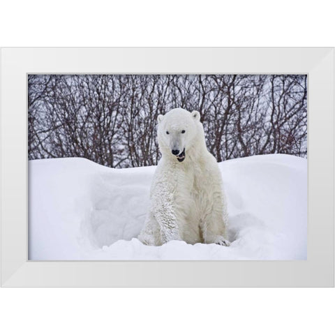 Canada, Churchill Polar bear emerges from den White Modern Wood Framed Art Print by Grandmaison, Mike