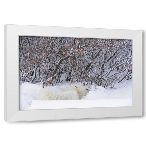 Canada, Churchill Polar bear sleeping in snow White Modern Wood Framed Art Print by Grandmaison, Mike
