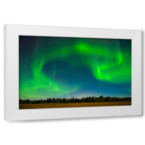 Canada-Manitoba-Birds Hill Provincial Park-green northern lights White Modern Wood Framed Art Print by Jaynes Gallery