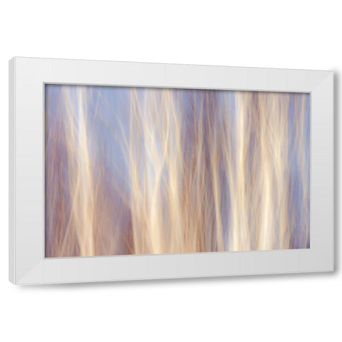 Canada-Manitoba-Sandilands Provincial Forest Forest abstract White Modern Wood Framed Art Print by Jaynes Gallery