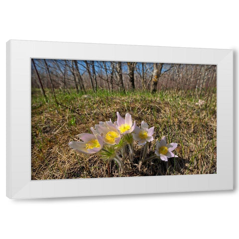 Canada-Manitoba-Prairie crocus in spring White Modern Wood Framed Art Print by Jaynes Gallery