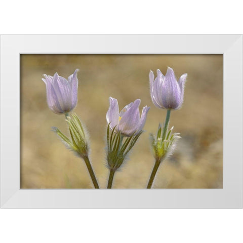 Canada-Manitoba-Prairie crocus in spring White Modern Wood Framed Art Print by Jaynes Gallery