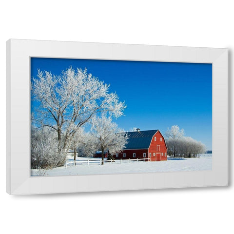 Canada-Manitoba-Grande Pointe Hoarfrost and red barn in winter White Modern Wood Framed Art Print by Jaynes Gallery
