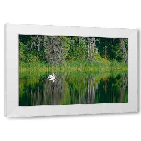 Canada-Manitoba-The Pas American white pelican on lake White Modern Wood Framed Art Print by Jaynes Gallery