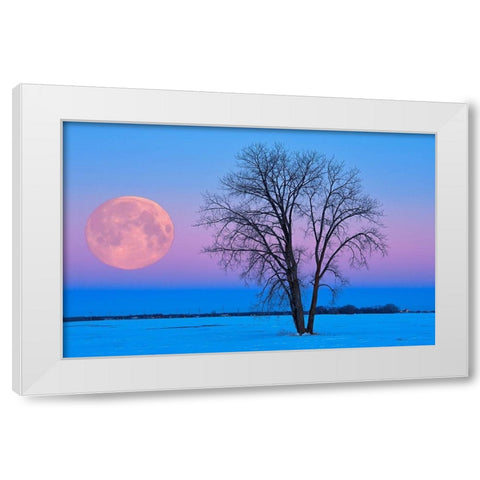 Canada-Manitoba-Dugald Full moon and cottonwood tree at dawn White Modern Wood Framed Art Print by Jaynes Gallery