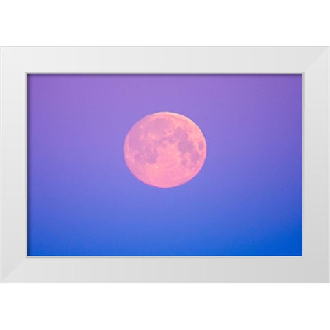 Canada-Manitoba-Dugald Full moon at dawn White Modern Wood Framed Art Print by Jaynes Gallery