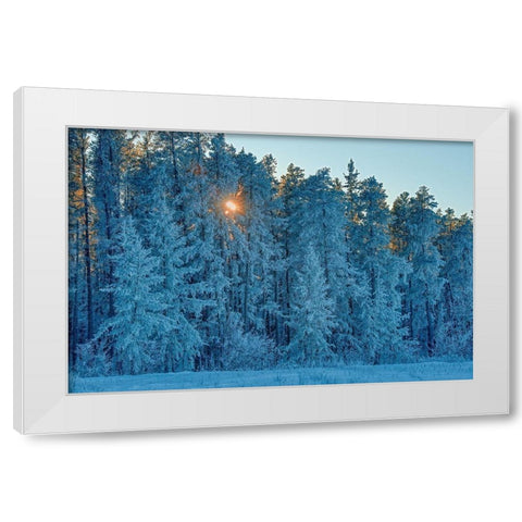 Canada-Manitoba-Belair Provincial Forest Backlit jack pine trees covered in hoarfrost White Modern Wood Framed Art Print by Jaynes Gallery