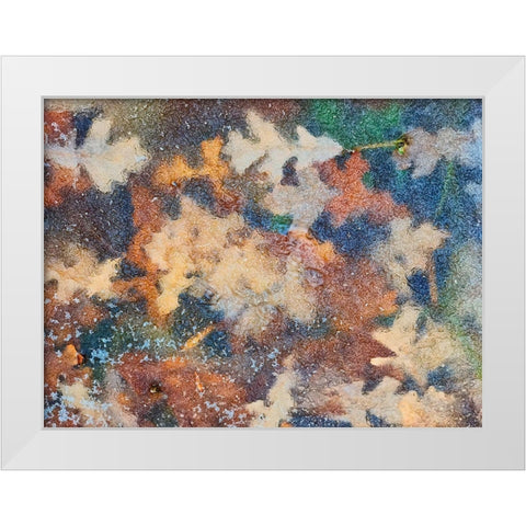 Canada-Manitoba-Winnipeg Autumn leaves frozen in ice White Modern Wood Framed Art Print by Jaynes Gallery