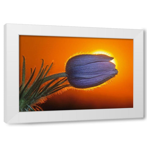 Canada-Manitoba-Winnipeg Prairie crocus backlit at sunrise White Modern Wood Framed Art Print by Jaynes Gallery