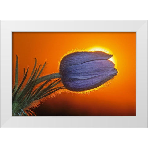 Canada-Manitoba-Winnipeg Prairie crocus backlit at sunrise White Modern Wood Framed Art Print by Jaynes Gallery