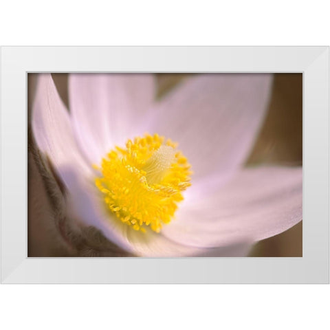 Canada-Manitoba-Mars Hill Wildlife Management Area Detail of prairie crocus flower White Modern Wood Framed Art Print by Jaynes Gallery