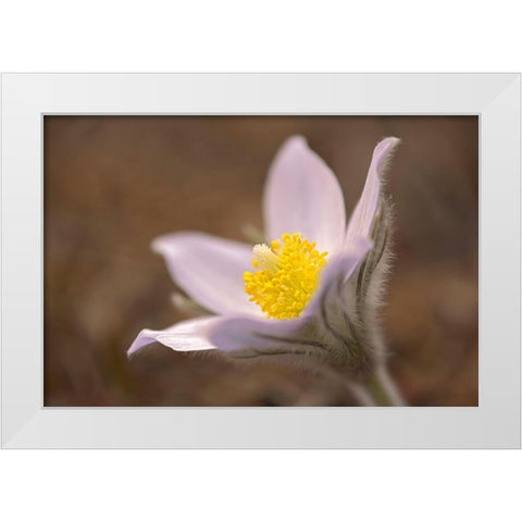 Canada-Manitoba-Mars Hill Wildlife Management Area Detail of prairie crocus flower White Modern Wood Framed Art Print by Jaynes Gallery