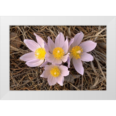 Canada-Manitoba-Mars Hill Wildlife Management Area Close-up of prairie crocus flowers White Modern Wood Framed Art Print by Jaynes Gallery