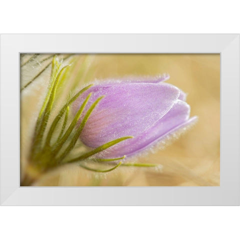 Canada-Manitoba-Winnipeg Close-up of prairie crocus flower White Modern Wood Framed Art Print by Jaynes Gallery