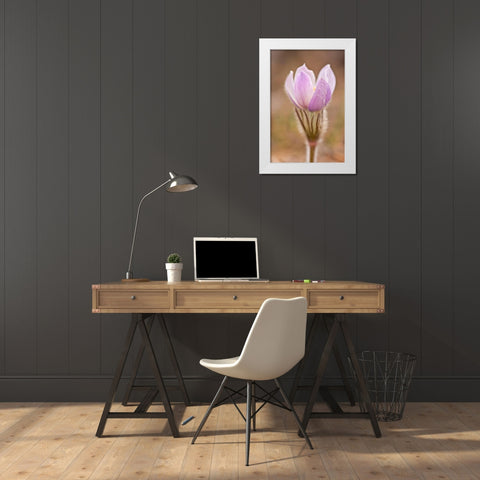 Canada-Manitoba-Sandilands Provincial Forest Prairie crocus flower close-up White Modern Wood Framed Art Print by Jaynes Gallery