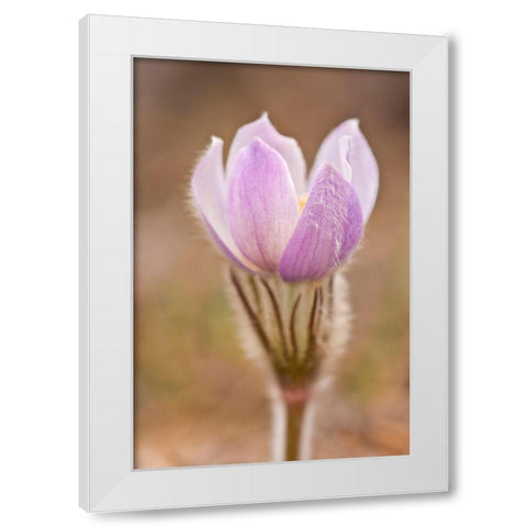 Canada-Manitoba-Sandilands Provincial Forest Prairie crocus flower close-up White Modern Wood Framed Art Print by Jaynes Gallery
