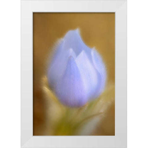 Canada-Manitoba-Winnipeg Close-up of prairie crocus flower White Modern Wood Framed Art Print by Jaynes Gallery