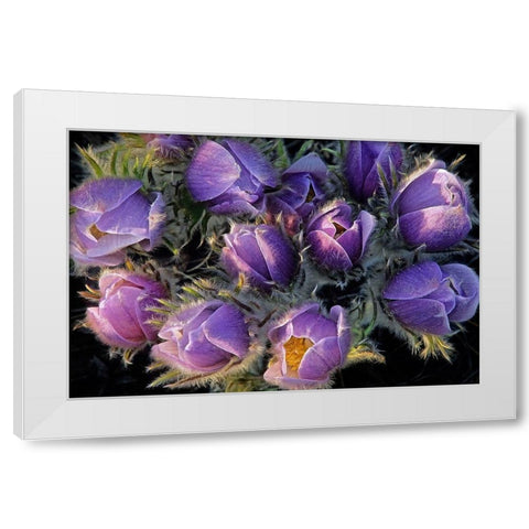 Canada-Manitoba-Sandilands Provincial Forest Prairie crocus flowers close-up White Modern Wood Framed Art Print by Jaynes Gallery